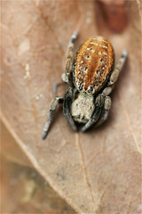 Stegodyphus mimosarum