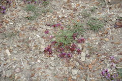 Astragalus suprapilosus