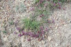 Astragalus suprapilosus