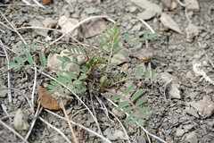 Astragalus oxyglottis