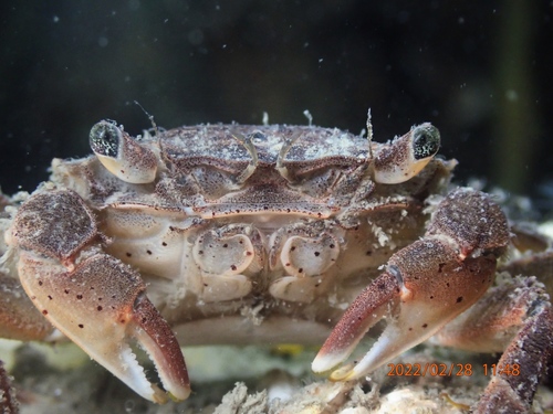 Brush-clawed Shore Crab, 4675 RB Sint Philipsland, Nederland, photo 6 of 10