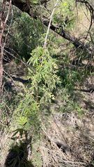 Vachellia farnesiana