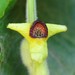Aristolochia tomentosa - Photo (c) Nick Turland, algunos derechos reservados (CC BY-NC-ND)