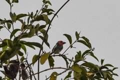 Lybius vieilloti