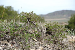Atraphaxis replicata