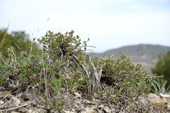 Atraphaxis replicata