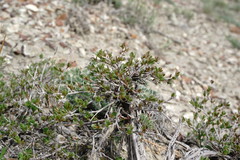 Atraphaxis replicata