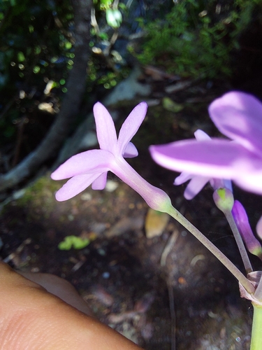Image of Tulbaghia maritima by (c) Manuel R Popp, some rights reserved (CC BY)
