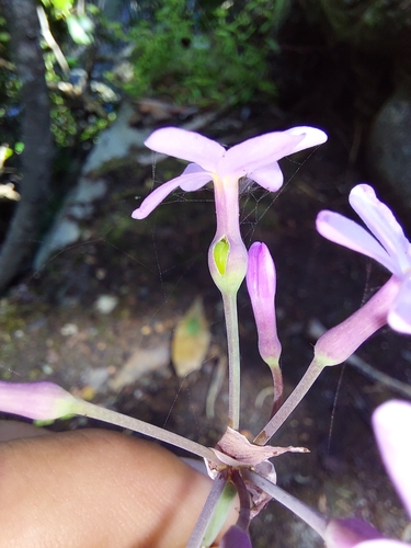 Image of Tulbaghia maritima by (c) Manuel R Popp, some rights reserved (CC BY)