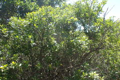 Allophylus decipiens