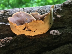 Peziza repanda image