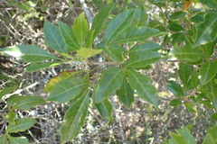 Allophylus decipiens