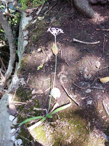 Image of Tulbaghia maritima by (c) Manuel R Popp, some rights reserved (CC BY)