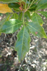 Allophylus decipiens