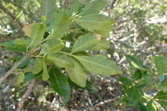 Allophylus decipiens