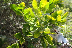 Zanthoxylum davyi
