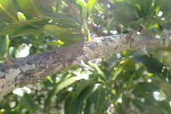 Zanthoxylum davyi