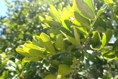 Zanthoxylum davyi