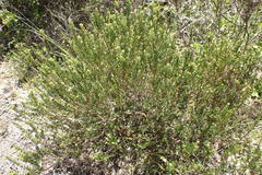 Agathosma apiculata