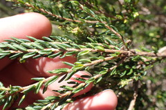 Agathosma apiculata