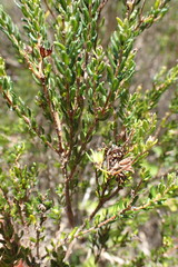Agathosma apiculata