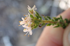 Agathosma apiculata