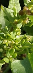 Patellifolia procumbens image