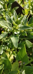 Patellifolia procumbens image