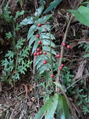 Ardisia crenata
