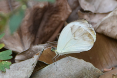 Nepheronia