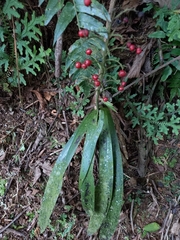 Ardisia crenata