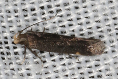 Aproaerema isoscelixantha