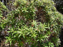 Macrolearia angustifolia