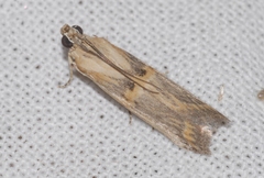 Psorosa dahliella