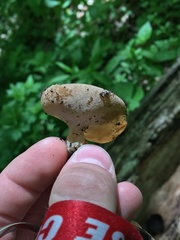 Peziza repanda image