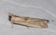 Psorosa dahliella