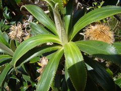 Macrolearia angustifolia