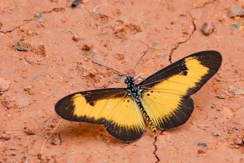 Acraea alciope