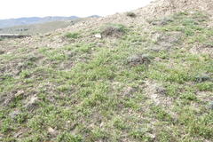 Neotorularia torulosa