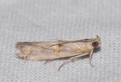 Psorosa dahliella