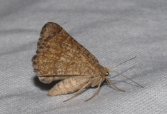 Isturgia murinaria