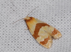 Phalonidia albipalpana