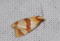 Phalonidia albipalpana