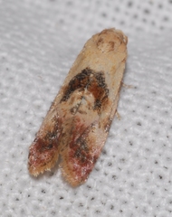 Neocochylis millierana