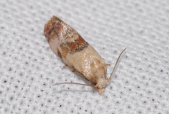 Neocochylis millierana
