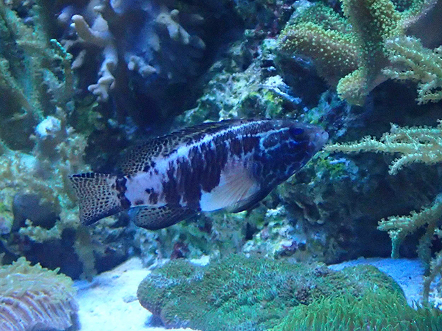 Caribbean Snow Bass