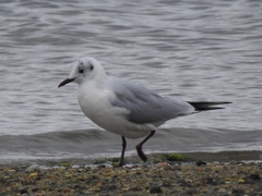 Chroicocephalus ridibundus