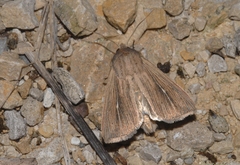 Mythimna congrua