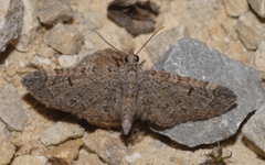 Eupithecia ultimaria