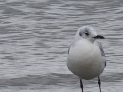 Chroicocephalus ridibundus